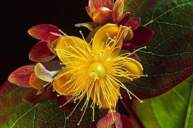 微软宣布将上调Xbox Game Pass价格 增加新的档位